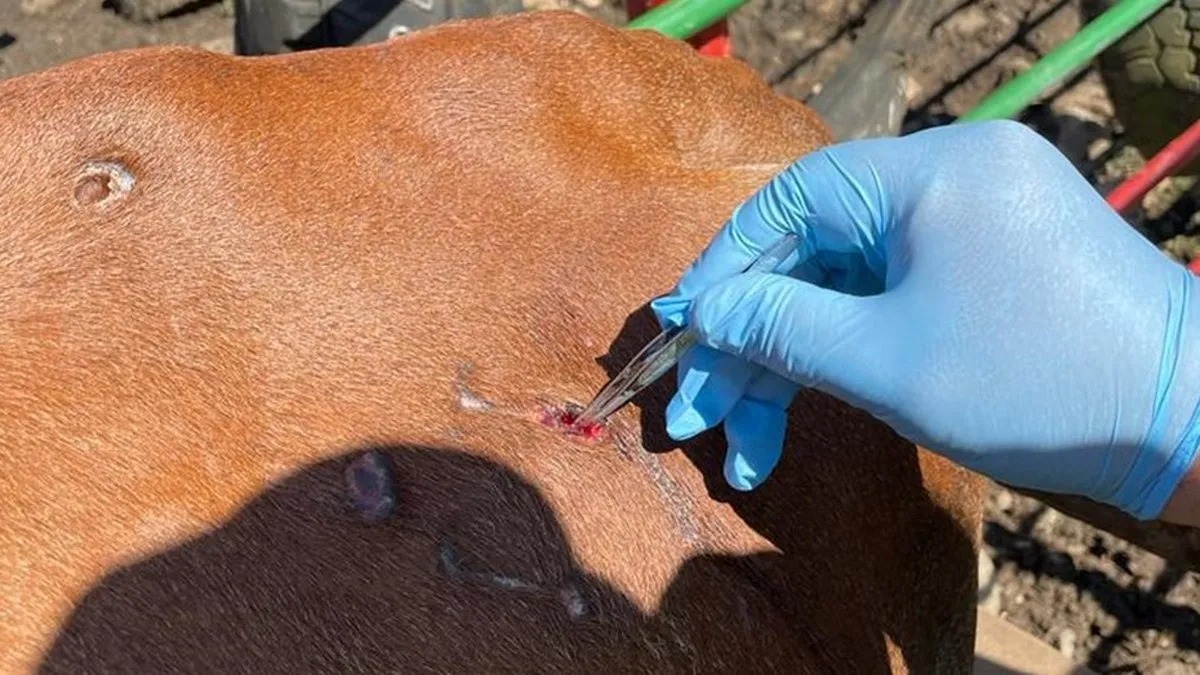 La UAS alerta sobre la emergencia del gusano barrenador en Sinaloa y urge a vigilar de inmediato cualquier herida en animales y personas